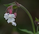 Nachtkoekoeksbloem