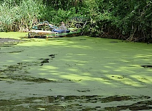 nog net geen blauwalg