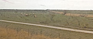 Oostvaardersplassen