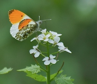 Oranjetipje