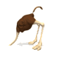 ostrichhead