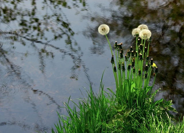 paardebloem