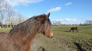 paarden