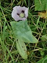 Papaver somniferum