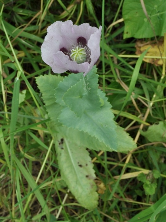 papaver