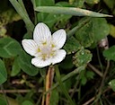 Parnassia