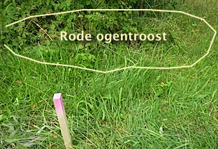 R. ogentroost