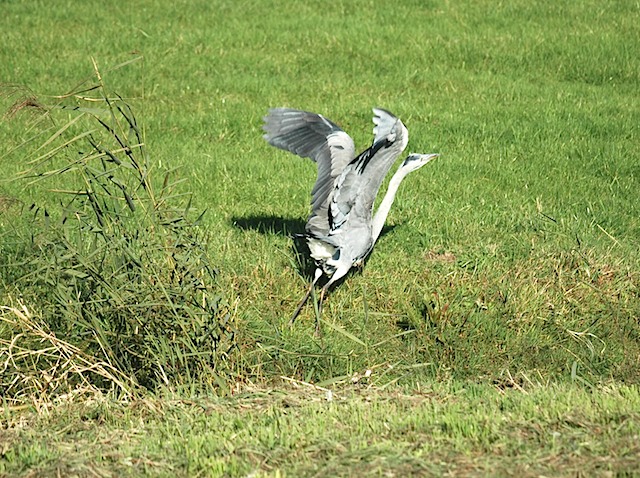 Reiger