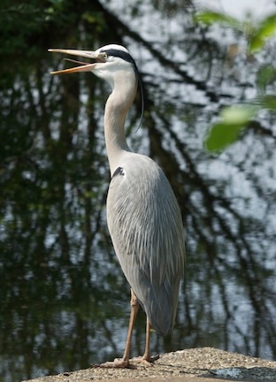 reiger
