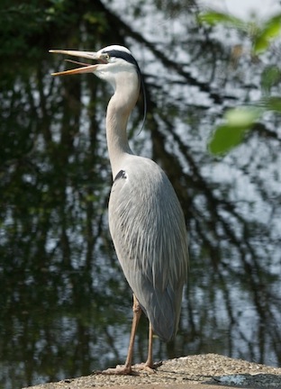 reiger