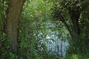 riethoekdoorkijk