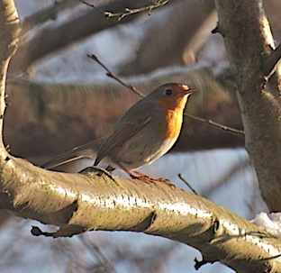 roodborst