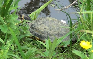 schildpad