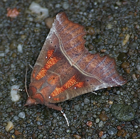 Scoliopteryx libatrix