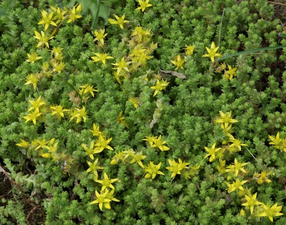 sedum acre