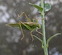 Grote groene sabelsprinkhaan