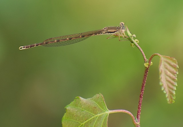 sympecma fusca