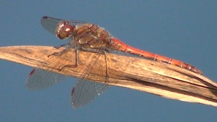 sympetrum copy