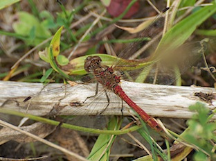 sympetrum sanguineum copy