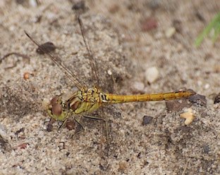 sympetrum striolatum1? copy