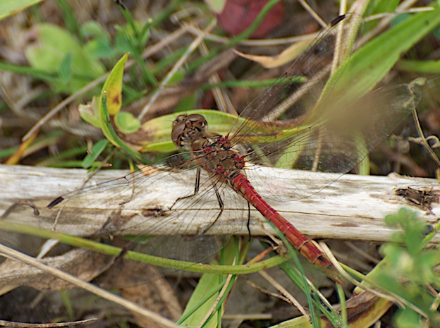 sympetrum vulgatum