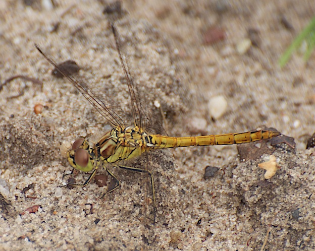 sympetrum vulgatum1