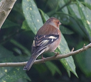 vink