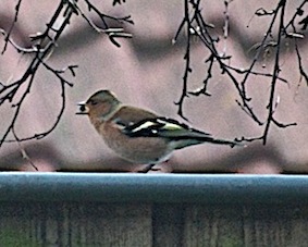 vink