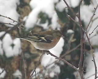 vink1