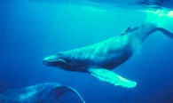 walvis