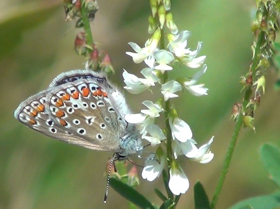 wittehoningklaver icarusbl