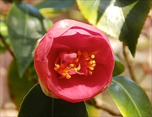 camelia