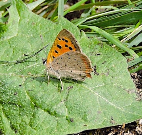 kleine vuurvlinder