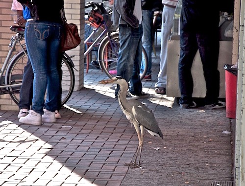 Reiger