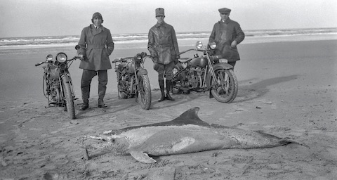 Dolfijn Noordwijk 1928