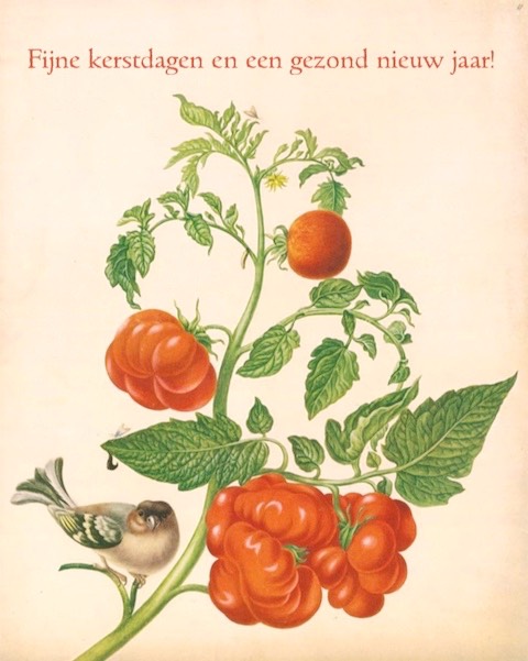 Vink op tomaat