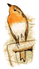 animated-bird-image-0636