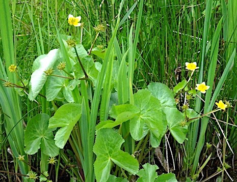 dotterbloem
