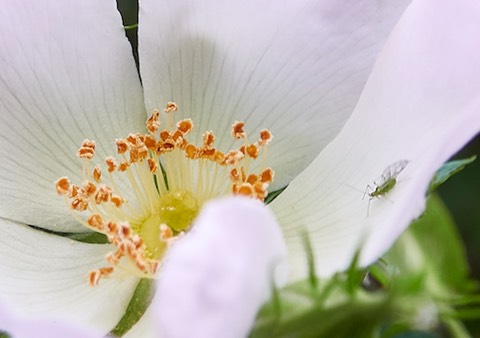 Egelantier met groen gaasvliegje