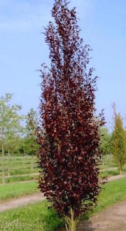 Fagus sylvatica Dawyck Purple