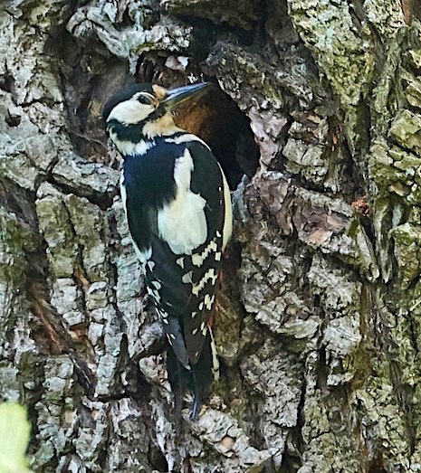Grote bonte specht vrouwtje