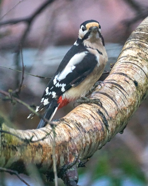 grote bonte specht