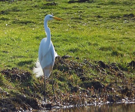grote zilverreiger