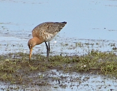 grutto