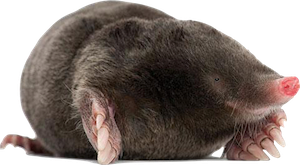 mol