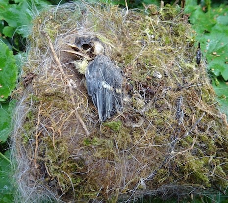nest