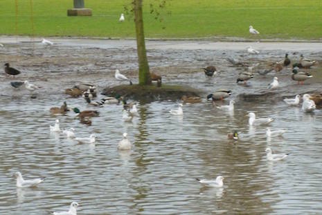 oosterpark overlast