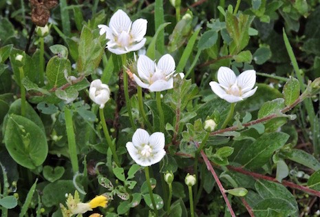 Parnassia