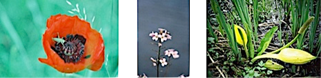 Pasted Graphic.tiff