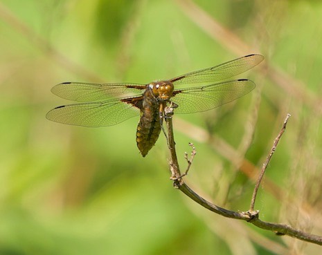 platbuik